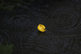 Natürlich Werkstatt
