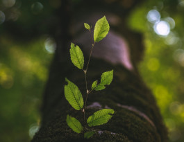 Natürlich Werkstatt